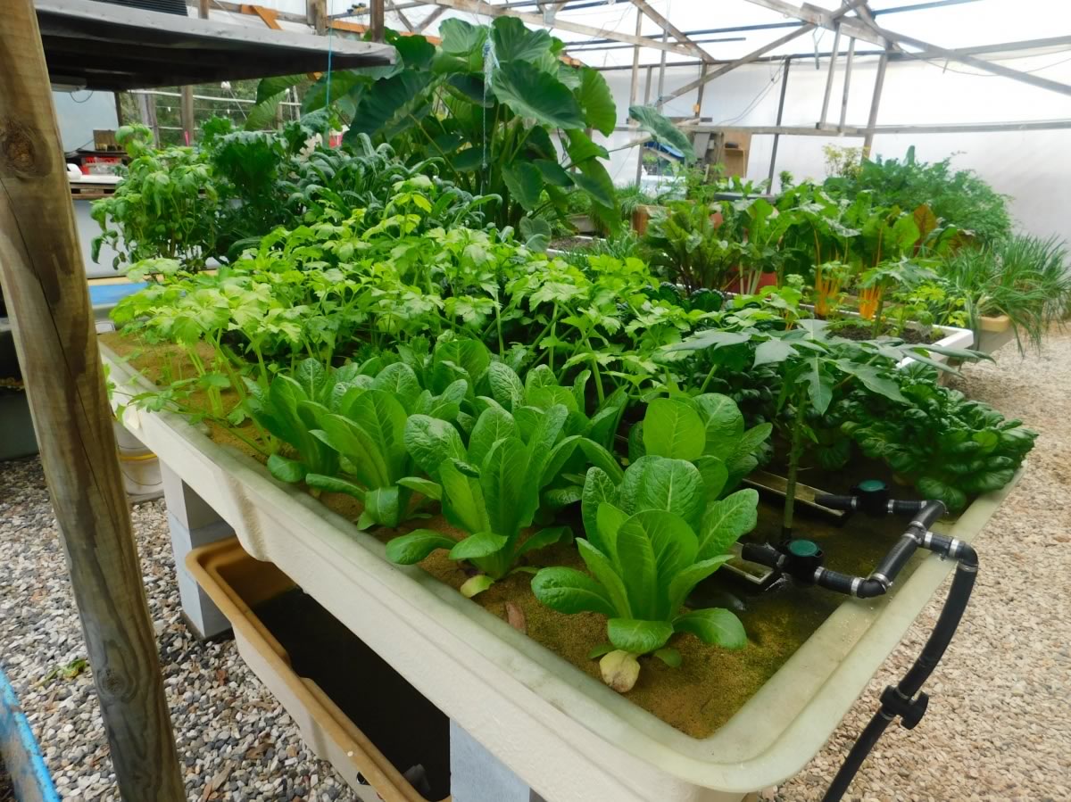 Aquaponics Grow Beds